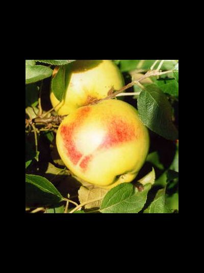 Рая (яблоня)