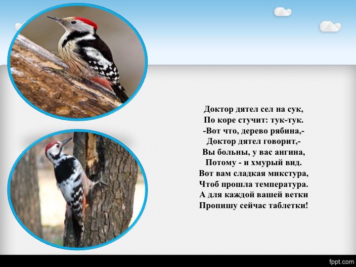 кто стучит по дереву кроме дятла. пестрый дятел стучит по коре сосны. дятел долбит своим. дятел стучит по дереву. дятел стучит по дереву.