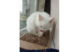 Ксения: У меня двое питомцев, и оба обожают натуральные корма! Мопс по имени Кузьмич. Обожает есть рацион "Витаминный". Наша ангора Каролина...у нее проблемы с желудком, поэтому корм мы подбирали очень аккуратно. И ей подошел "Гастро+". 