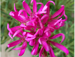 Пеларгонии Медузы селекции Ирида