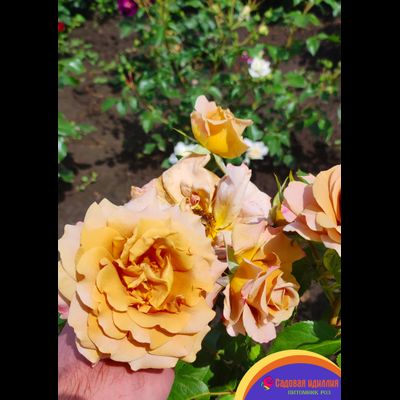 Хани Дижон (Honey Dijon)