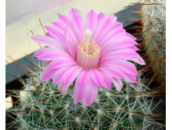 Krainzia longiflora - 10 семян