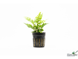 Папоротник Гетерогониум Пестрый (горшок)