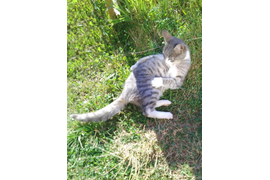 Максимов А Р "25 полосочек"