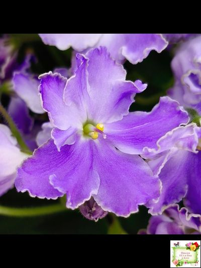 LV-Цветы для Любимого (Л. Шевелева) 2025 г. трейлер (клакамасный лонг)