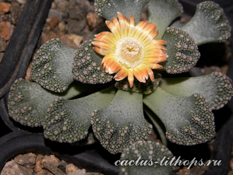 Titanopsis calcarea SB1111 Magersfontein (MG) - 5 семян