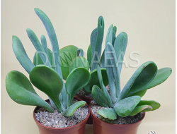 Kalanchoe Lady Finger - каланхоэ Леди Фингер, Каланхоэ Oricula Lady Finger, Большой Ух