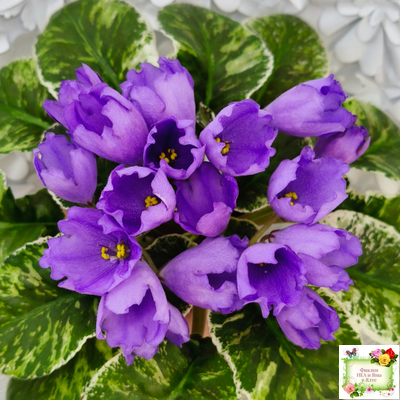 КНН-Крокус (Н. Куриленко) 2022 г. (лист с детками посажен 23.07.25)