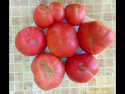 Томат Толстяк из Патонеса (Gordo de Patones)