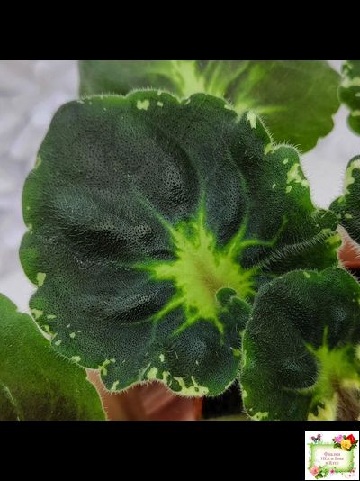 Р-Голубика (В. Зуб) 2023 г.