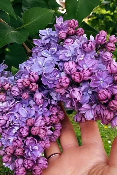 Сирень обыкновенная Адмирал Кузнецов