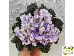 Leo-Древній Львів (Иваницкий)