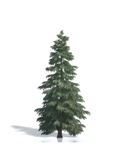 Billboards Ель летняя_05