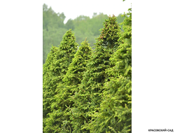 Топиар Ель обыкновенная в форме конуса