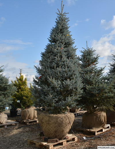 Ель Эдит - Edith