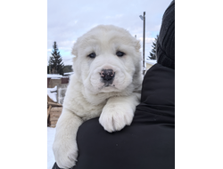 Сука 2. ОРНЕЛЛА ЭЛИС. ПРОДАЖА