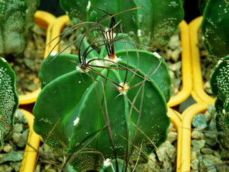 Astrophytum senile (D=50-60 мм)