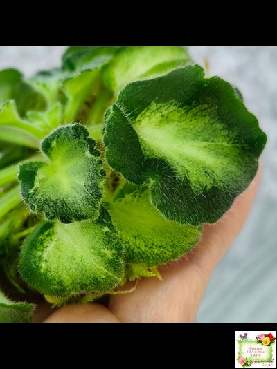 ОлА-Браслет Нефертири (О. Агафонова) листовая химера