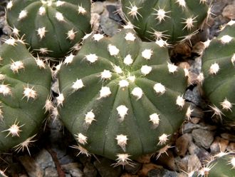 Echinopsis hybrid ‘Sajama’ x (subdenudata x Pseudolobivia ancistrophora (D=40mm)