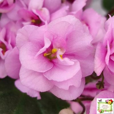 Dresden Doll (P. Harris) (7259) 11/24/1989 трейлер