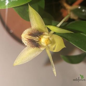 Coelogyne fimbriata