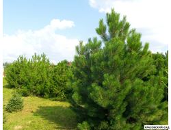 Сосна кедровая австрийская - Pinus Nigra Austriaca