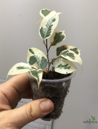Ficus Benjamina De Gantel / фикус Бенджамина Де гантель