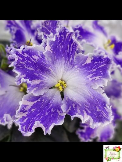 НД-Кристалл Сваровски (Н. Данилова-Суворова) 2019 г. (лист укоренённый)