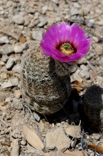 Echinocereus perbellus SB 259 - 5 семян