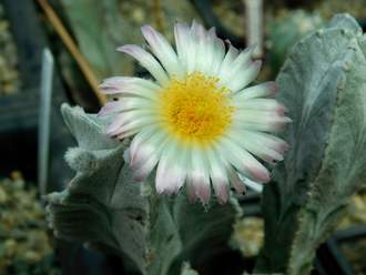 Astrophytum myriostigma v.columnare - 10 семян
