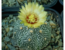 Astrophytum AS TOP BIG OOIBO (1050.2)ж - 10 семян
