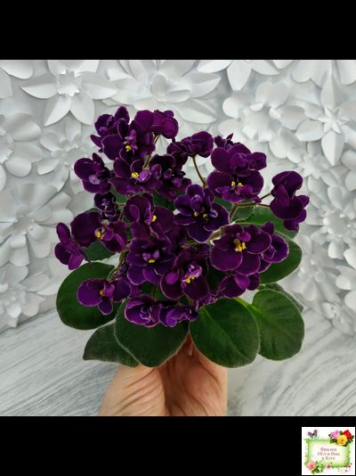 Mac's Piqued Pixie (G. McDonald) 2011 г. (лист посажен 25.01.26)