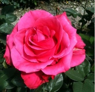 Хот шот ( Hot Shot ).