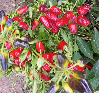 Перец острый Турецкий цветок (Turkish Flower)