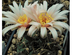 Gymnocalycium sutterianum ssp.tetraploideum VG-1317 - 5 семян