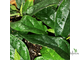 FICUS SAGITTATA ‘Big green leaf’ / ФИКУС САГИТТАТА ЗЕЛЕНЫЙ КРУПНОЛИСТНЫЙ