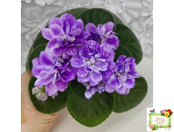 АВ-В Краю Единорогов (Фиалковод) 2020 г.