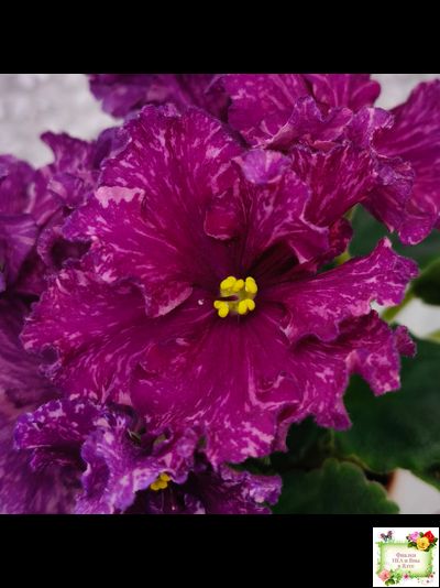 АВ-Тайны Востока (Фиалковод) 2022 г. (детка)