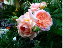 Сурир де Хавр (Sourire du Havre) роза, ОКС