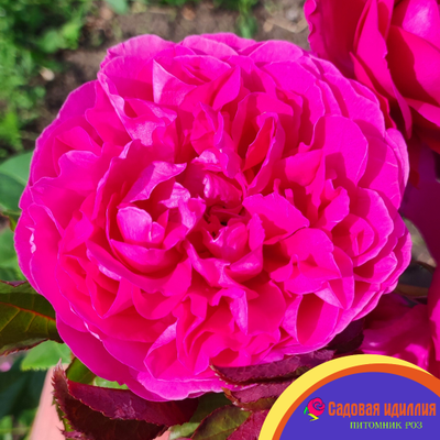 Джеймс Л.Остин (James L.Austin)