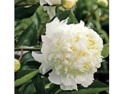 Пион Чарльз Уайт (Paeonia Charlie's White)