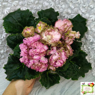 ЛЕ-Медуница (Е. Лебецкая) 2020 г.