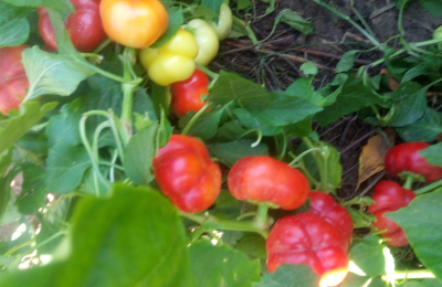 Перец сладкий Ботинечка зута (Botinecka Zuta, Хорватия)