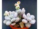 Pachyphytum oviferum