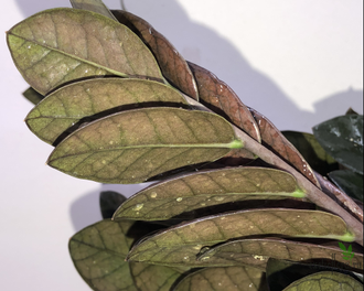 Замиокулькас Акебоно Красный / Z. Akebono Red