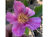 Paeonia caucasica «Штрих-2»
