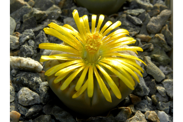 Lithops gracilideliniata ssp. brandbergensis C394
 