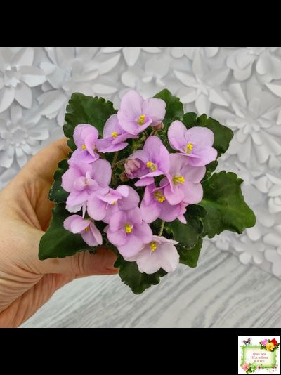 Morgan&#039;s Ivy League (C.Eros) (пестролистный гёрл)