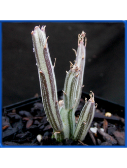 Senecio stapeliiformis subsp. minor