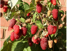 Малиновое дерево  Крепыш  2-х летка